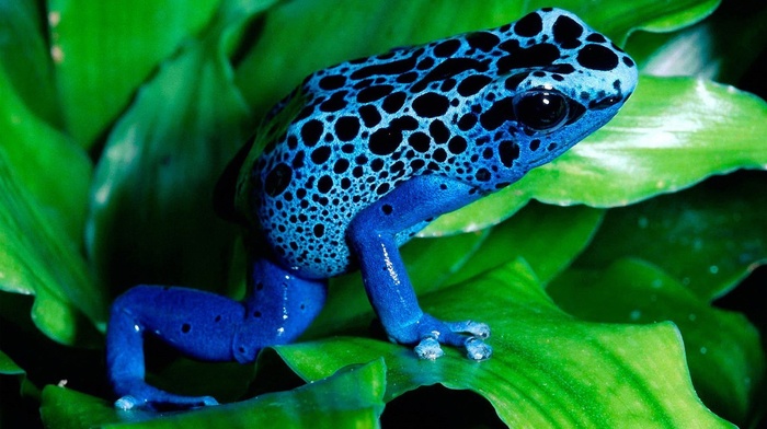 animals, poison dart frogs, frog, nature
