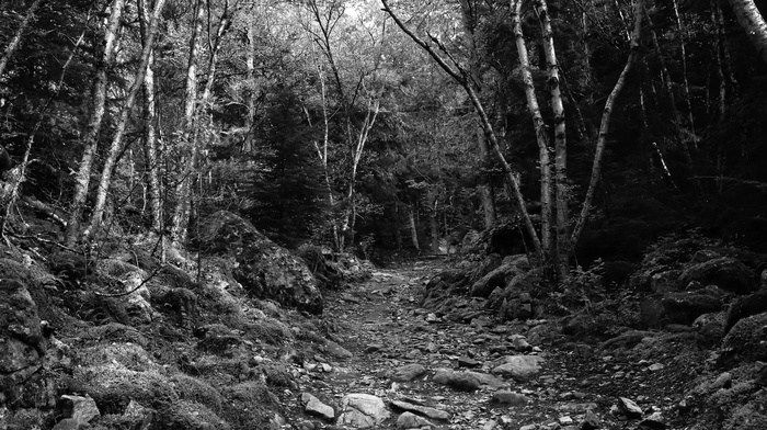 forest