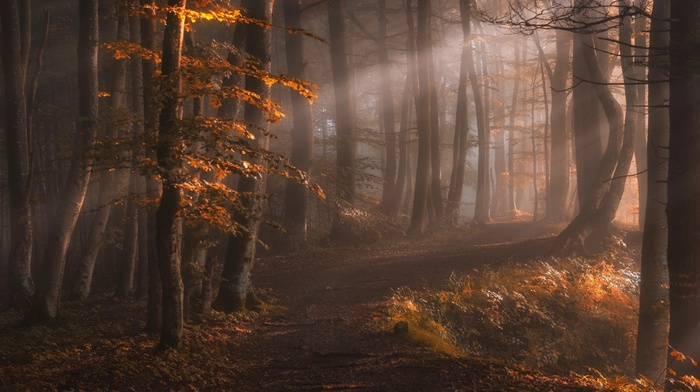 leaves, path, fall, forest, sun rays, trees, nature, mist, landscape, sunlight