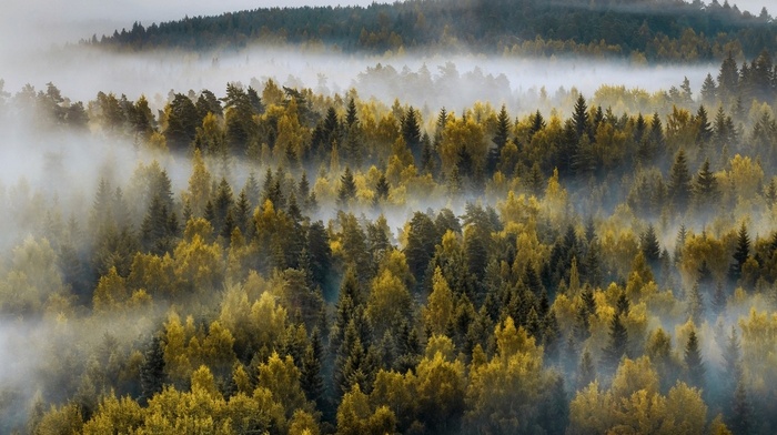 mountain, mist, landscape, forest, trees, nature, fall, Finland