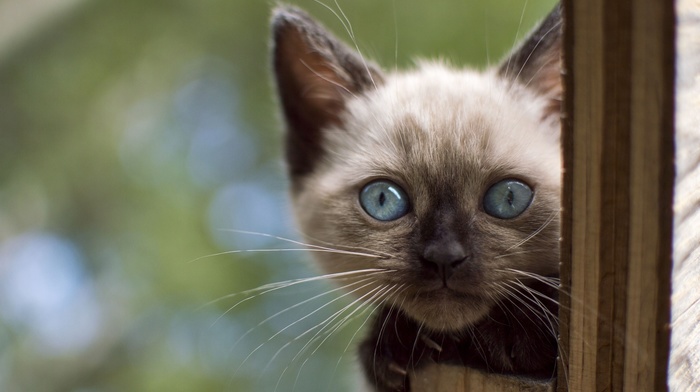 Siamese cats, cat, animals, blue eyes, kittens