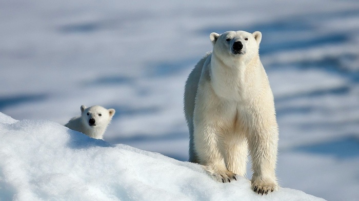 polar bears, snow, animals