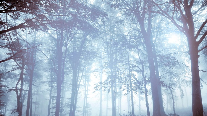 trees, forest, mist, nature, bright