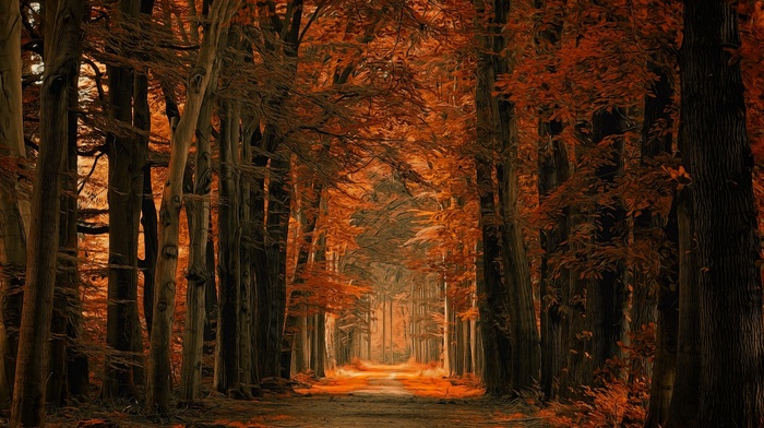 trees, dirt road, nature, amber, path, fall, leaves, landscape, sunlight, forest, Netherlands