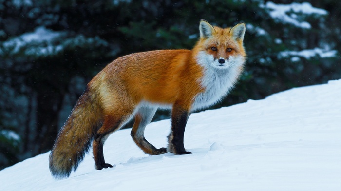 animals, nature, wildlife, fox, snow