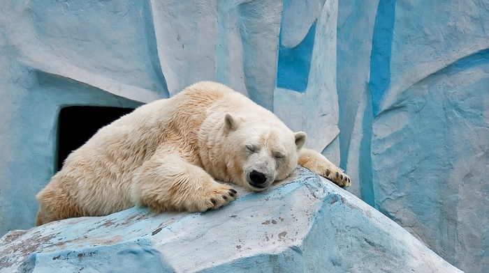 polar bears, nature, animals