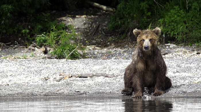 animals, bears