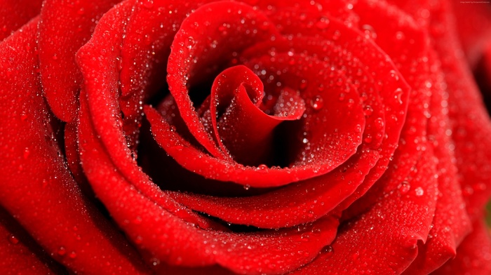 photography, water drops, rose