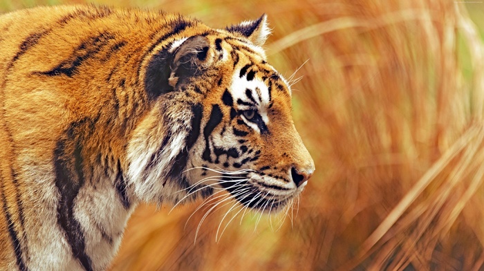 photography, tiger, animals, big cats