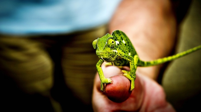chameleons, nature, animals
