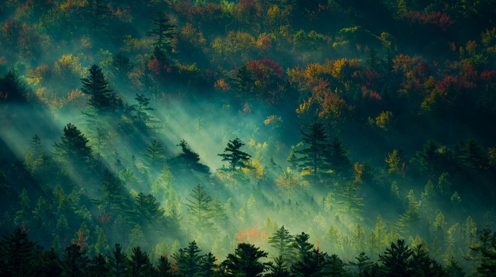 mist, sunbeams, England, sunrise, nature, landscape, fall, trees, forest