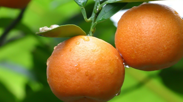 fruit, orange fruit, nature