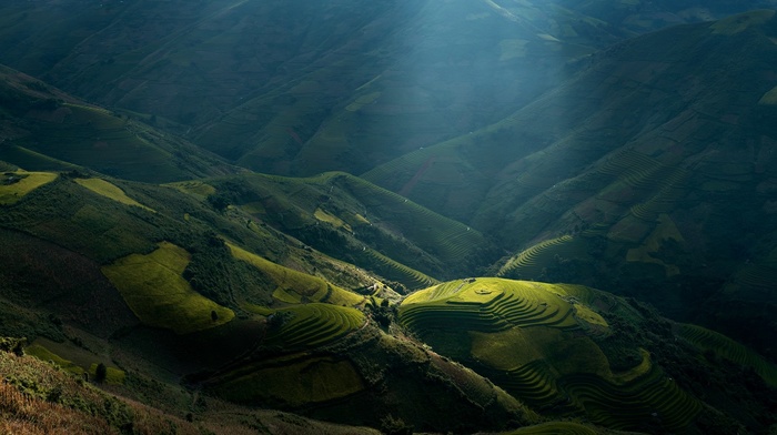 rice paddy, sun rays, green, landscape, Vietnam, terraces, sunlight, mountain, nature, valley