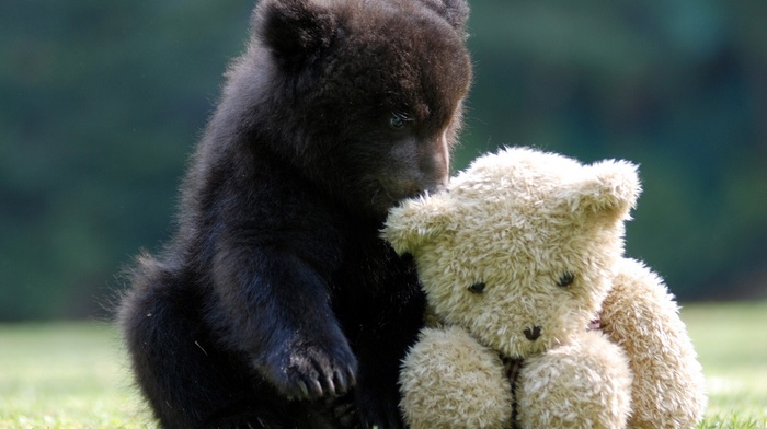 animals, teddy bears, bears, cubs
