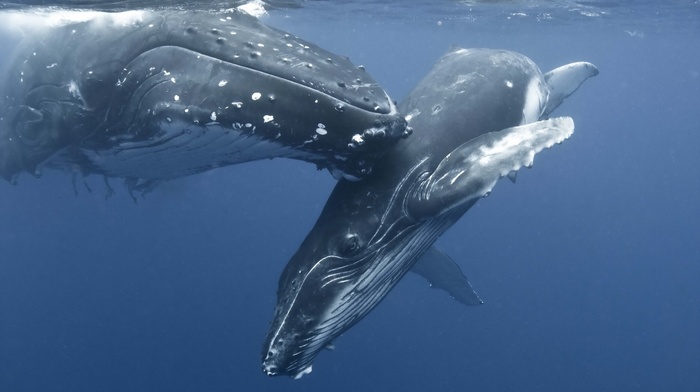 sea, nature, underwater, water, photography, mammals, whale, baby animals, animals, humpback whale