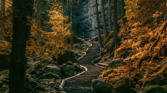 path, dark, landscape, stairs, fall, forest, hill, stones, nature, trees, Germany