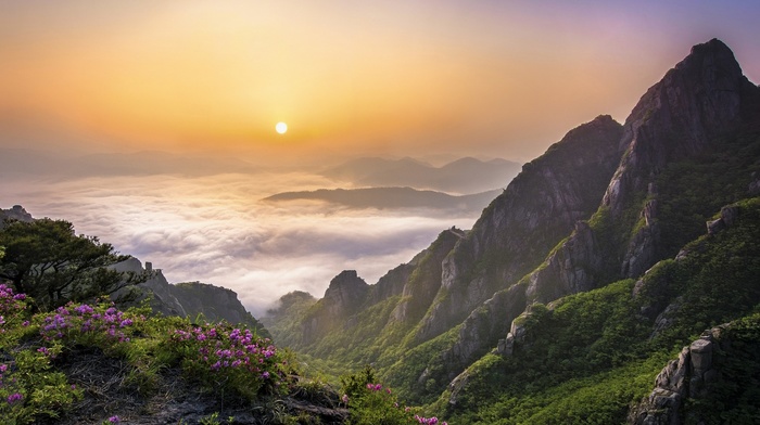 wildflowers, valley, nature, shrubs, clear sky, clouds, South Korea, mountain, forest, mist, morning, landscape, sunrise, trees
