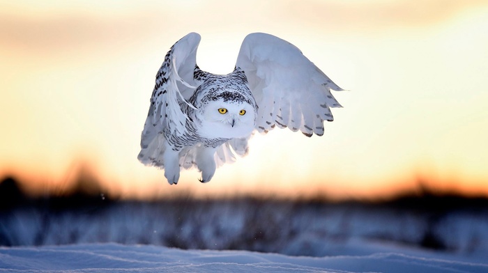 animals, owl