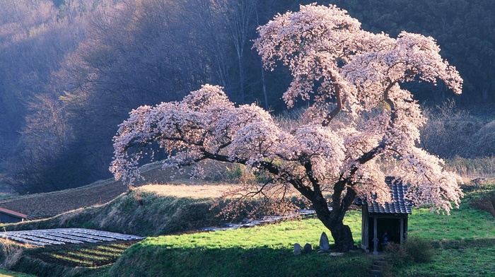 trees