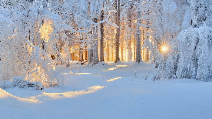 sunlight, nature, cold, sunrise, winter, landscape, white, sun rays, forest, frost, snow, trees