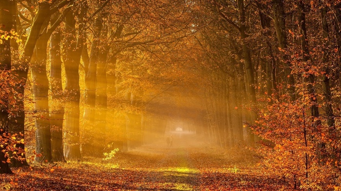 park, trees, path, fall, branch, sun rays, mist, couple, sunlight, nature, leaves, forest