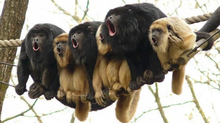 howler monkey