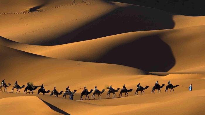 camels, desert