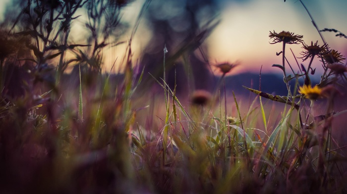 flowers, nature