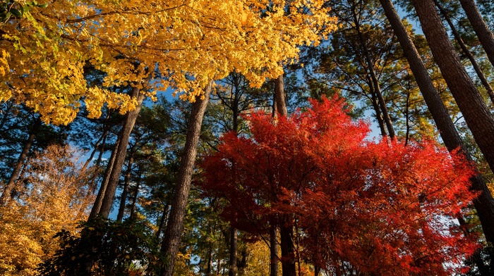 landscape, morning, nature, trees, maple leaves, red, yellow