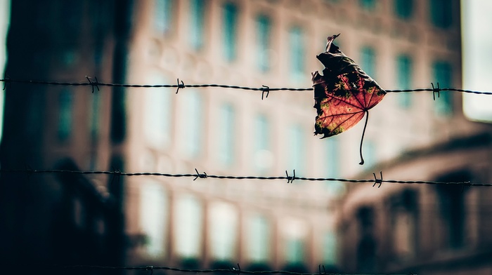 barbed wire, depth of field, macro, fence, leaves