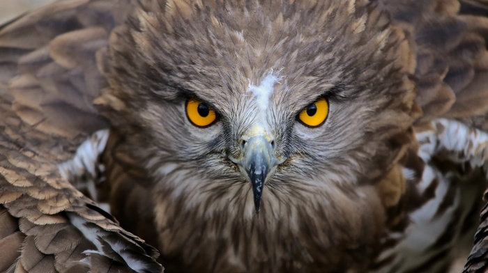 depth of field, birds, nature, animals, wings, yellow eyes, hawks, feathers
