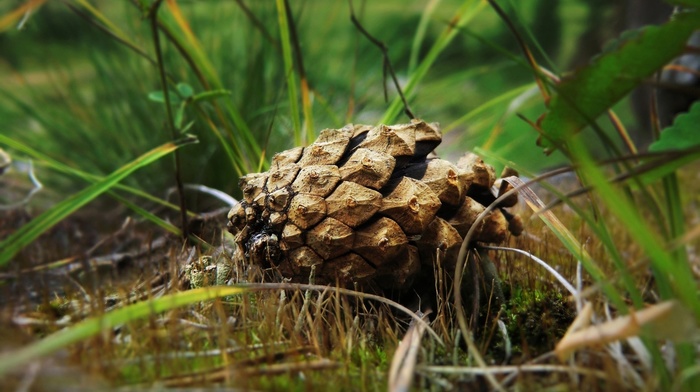 nature, depth of field, cones, grass, plants, leaves, ground, pine cones