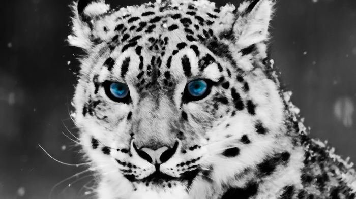 animals, nature