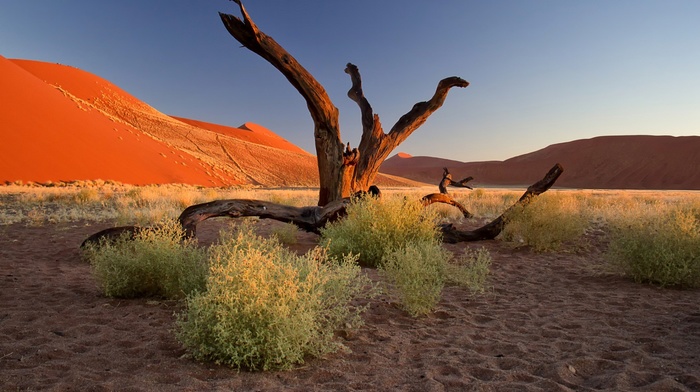 clear sky, footprints, desert, branch, hill, sand, nature, landscape, Africa, plants, dune, Namibia, dead trees, trees