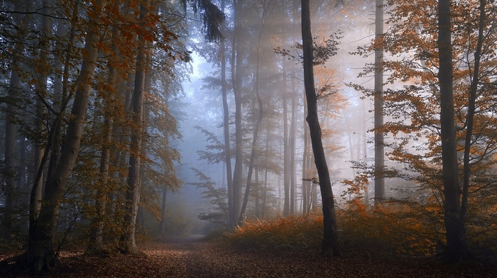 mist, leaves, forest, sunrise, shrubs, trees, landscape, fall, nature, path