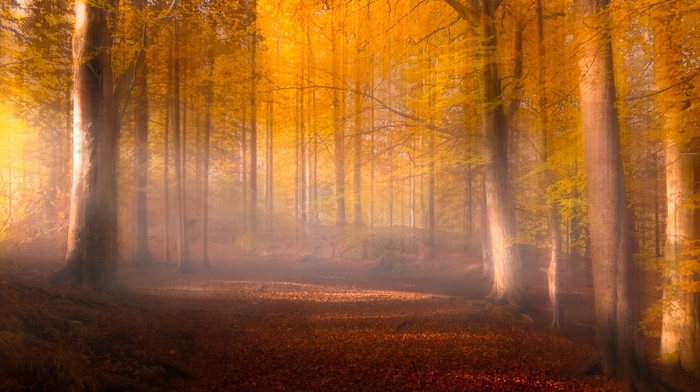 forest, red, landscape, trees, mist, fall, sunlight, nature, sunrise, leaves, yellow, path