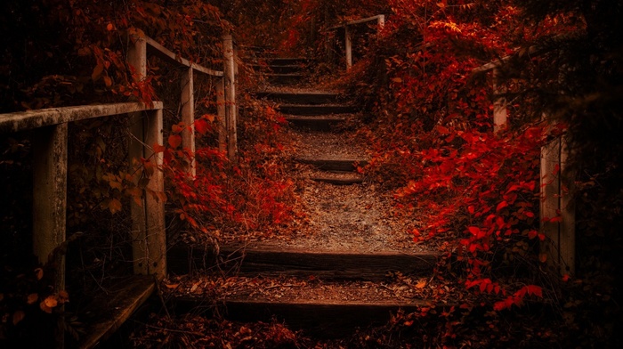 fence, nature, shrubs, stairs, fall, path, red, leaves, landscape