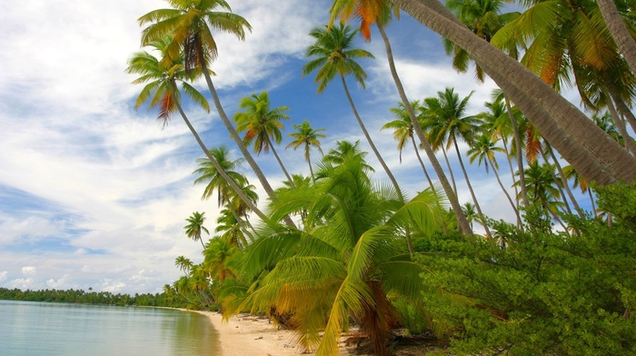 white, sand, palm trees, clouds, beach, French Polynesia, sea, island, nature, tropical, green, shrubs, summer, landscape