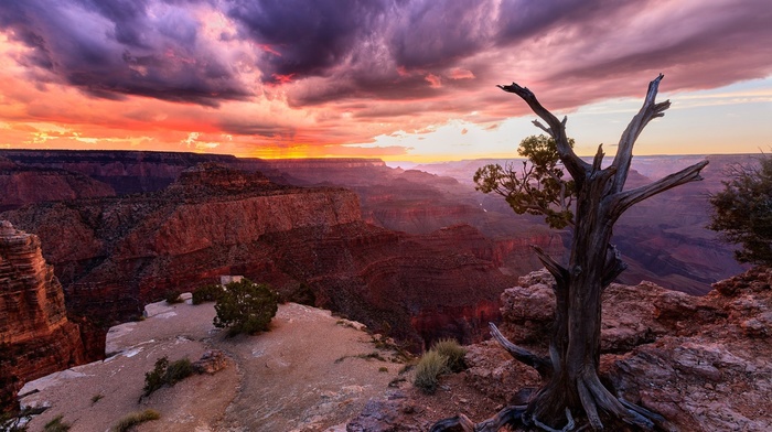 sunset, canyon, landscape, clouds, Arizona, trees, dead trees, nature, USA, Grand Canyon