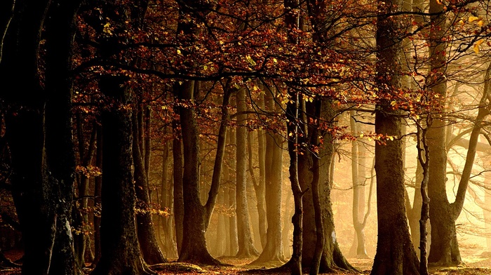 trees, nature