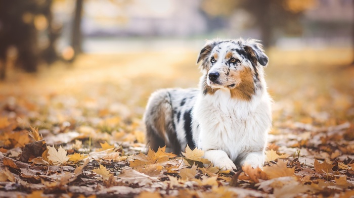 leaves, maple leaves, fall, dog