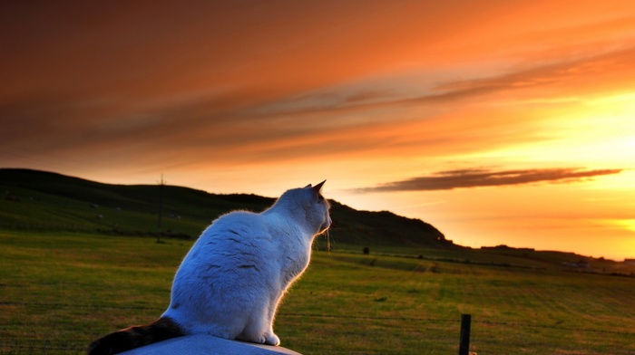 sunset, landscape, field, clouds, animals, pet, fence, hill, nature, grass, tail, cat