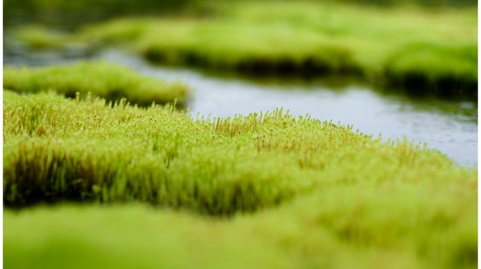 closeup, depth of field, grass, river