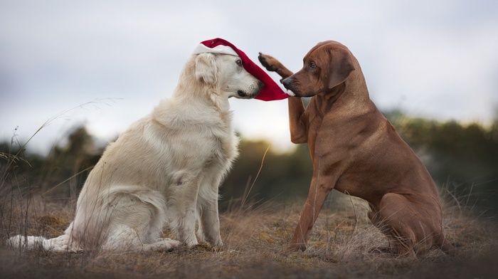animals, Santa hats, dog, Labrador Retriever