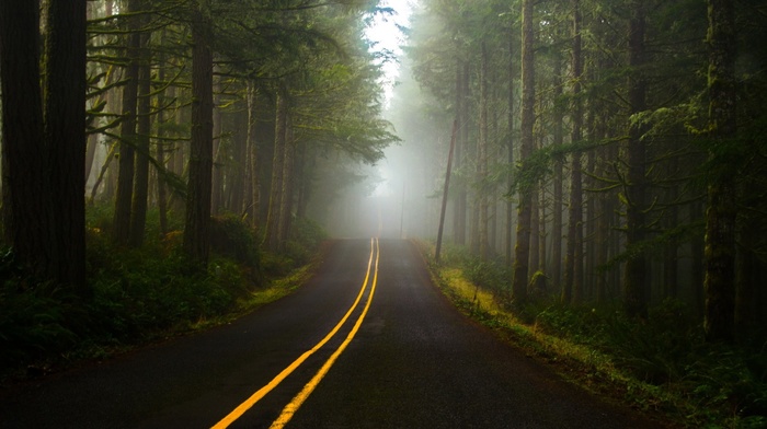 road, lines, grass, forest, trees, nature, branch, hill, mist, plants