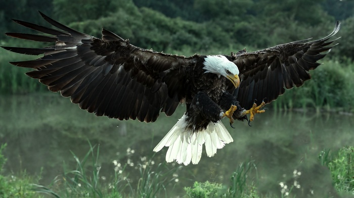 animals, bald eagle