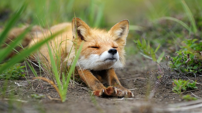 fox, digital art, animals