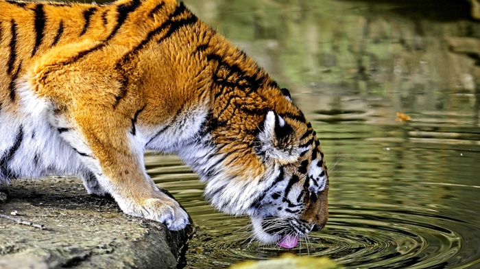 nature, big cats, HDR, water, animals, tiger