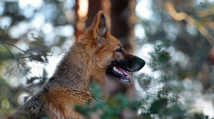 dog, depth of field, nature, bokeh, German Shepherd, animals