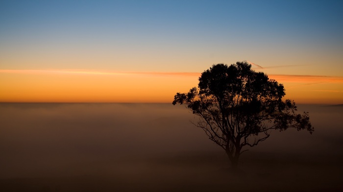 trees